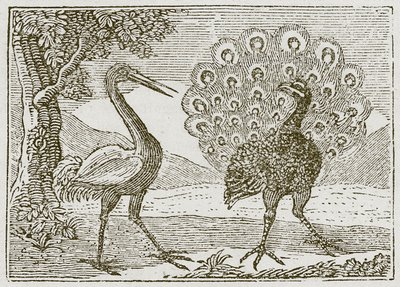 Le paon et la grue (gravure) - English School