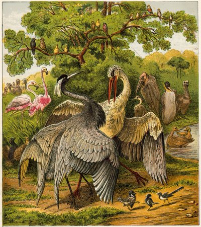 Le Paon à la Maison - English School