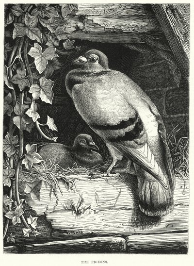 Les pigeons - English School
