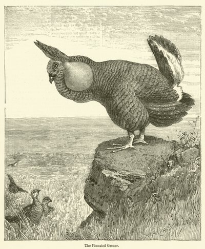 Le tétras à queue pointue (gravure) - English School
