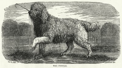 Le Caniche - English School