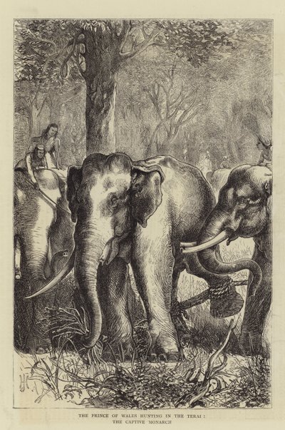 Le Prince de Galles chassant dans le Terai, le Monarque captif - English School