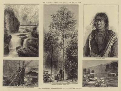 La production de quinine en Inde (gravure) - English School