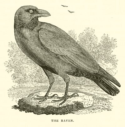 Le corbeau (gravure) - English School