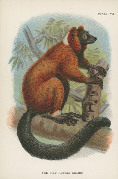 Le Lémur à crinière rousse - English School