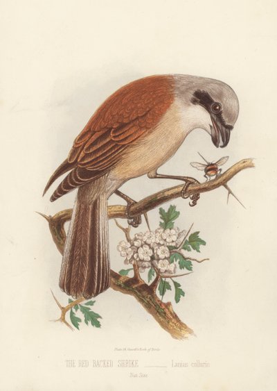 La Pie-grièche écorcheur, Lanius Collurio - English School