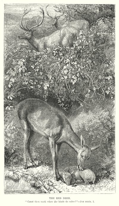Le cerf rouge (gravure) - English School