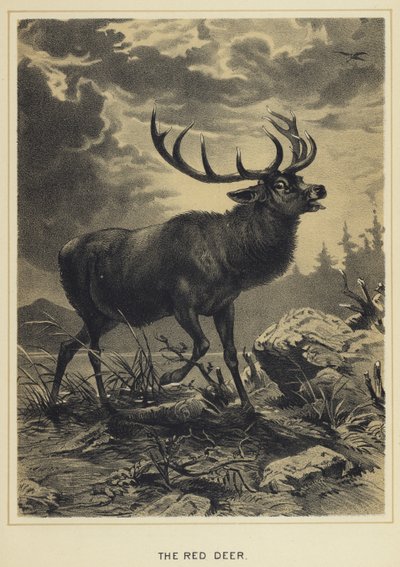 Le cerf rouge - English School