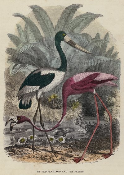 Le Flamant rouge et le Jabiru (gravure en couleur) - English School