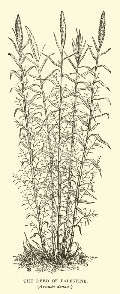 Roseau de Palestine, Arundo donax - English School