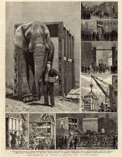Le déménagement de Jumbo - English School