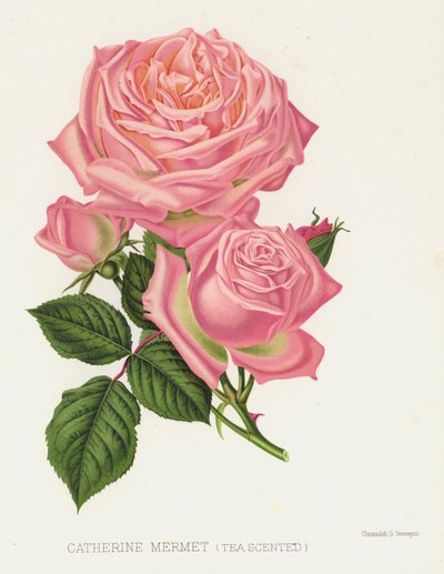 Le jardin des roses : Catherine Mermet, parfumée au thé - English School