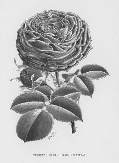 Le Jardin des Roses : Florence Paul, Hybride Perpétuel - English School