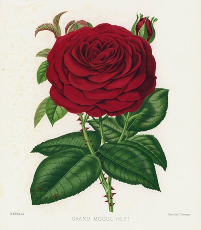 Le Jardin des Roses : Grand Moghol, HP - English School