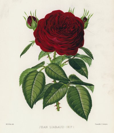 Le jardin des roses : Jean Liabaud, HP - English School