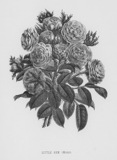 Le Jardin des Roses : Petit Bijou, Mousse - English School