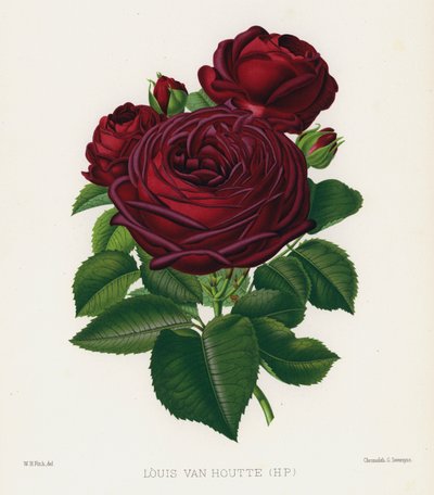 Le Jardin des Roses : Louis Van Houtte, HP - English School