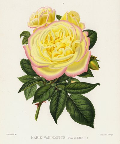 Le Jardin des Roses : Marie Van Houtte, parfumée au thé - English School