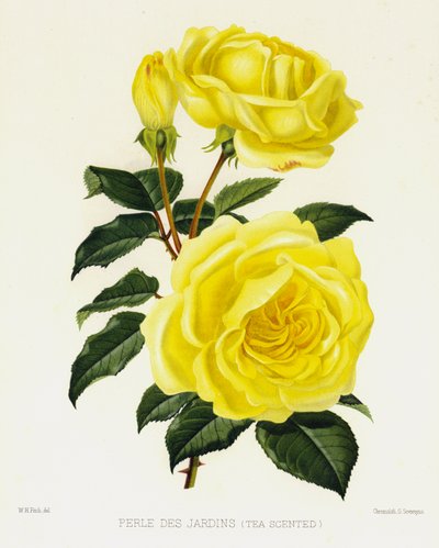 Le jardin de roses : Perle des Jardins, parfumé au thé - English School