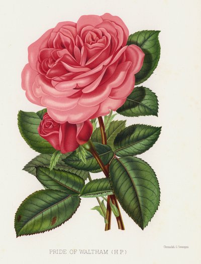 Le Jardin des Roses : Fierté de Waltham, HP - English School