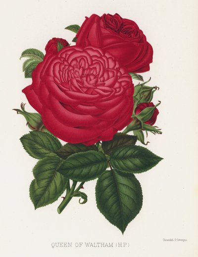 Le jardin des roses : Reine de Waltham, HP - English School
