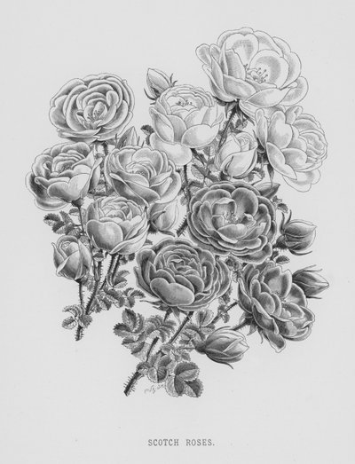 Le Jardin des Roses : Roses Écossaises - English School