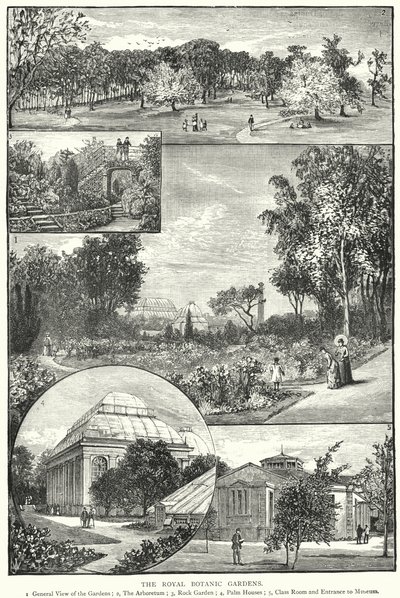 Les Jardins botaniques royaux (gravure) - English School
