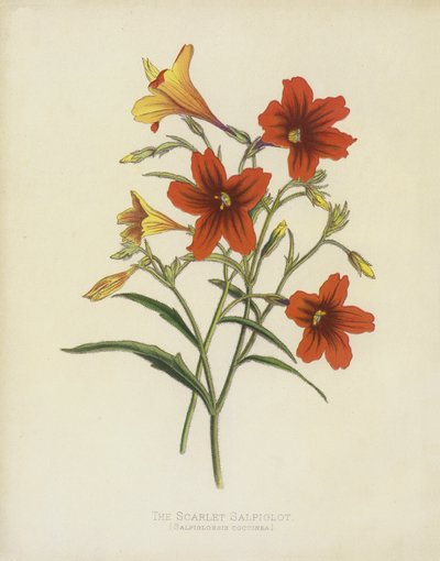 La Salpiglotte Écarlate, Salpiglossis Coccinea - English School