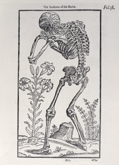 Le squelette du dos, planche de The Historie of Man publiée par John Banister, 1578 - English School
