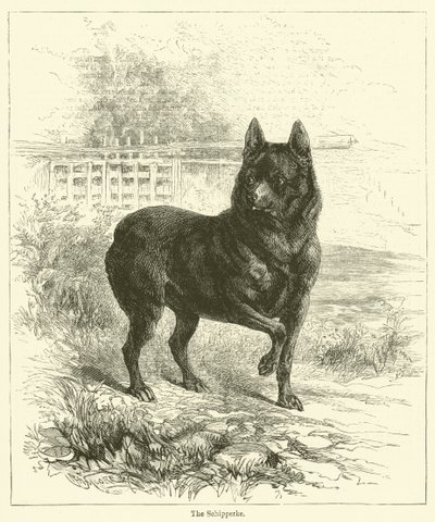 Le Schipperke (gravure) - English School