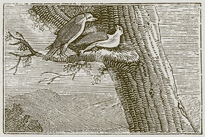 Le cerf-volant malade (gravure) - English School