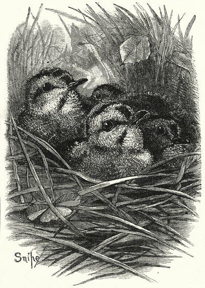 La famille de bécassines à la maison (gravure) - English School