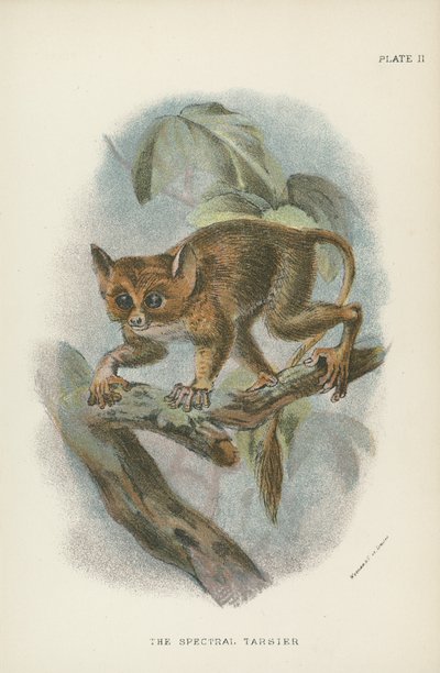Le Tarsier spectral - English School