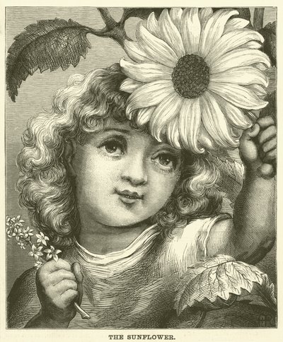Le Tournesol (gravure) - English School