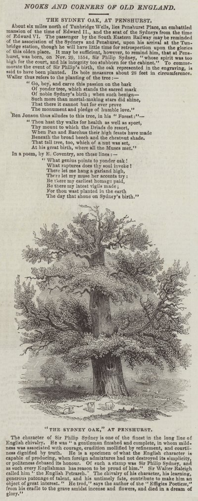 Le chêne de Sydney, à Penshurst (gravure) - English School