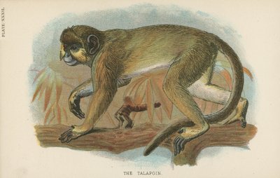 Le Talapoin - English School