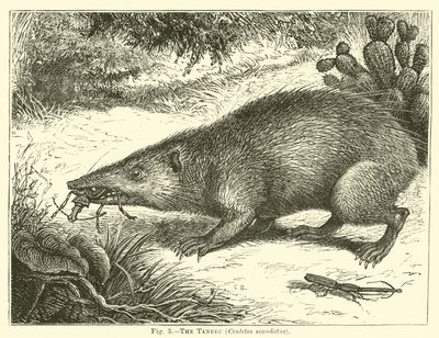 Le tanrec, Centetes ecaudatus - English School