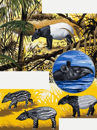 Le Tapir - English School