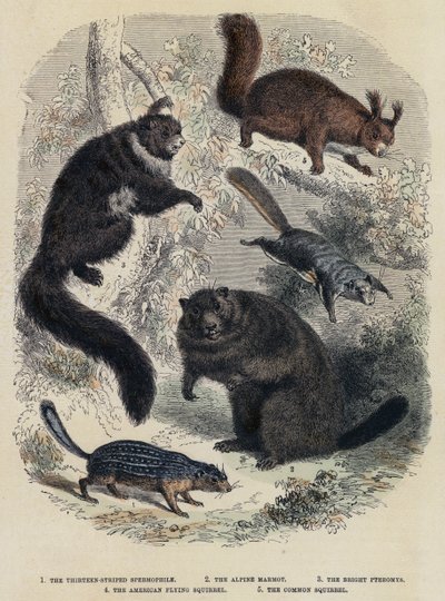 Le spermophile à treize bandes, la marmotte alpine, le pteromys brillant, l