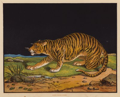 Le Tigre - English School