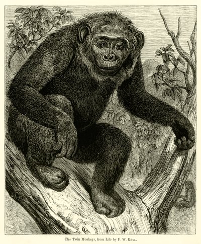 Les singes jumeaux, d