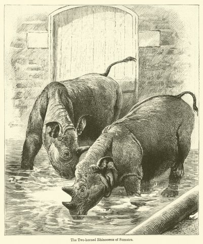 Le Rhinocéros à deux cornes de Sumatra - English School