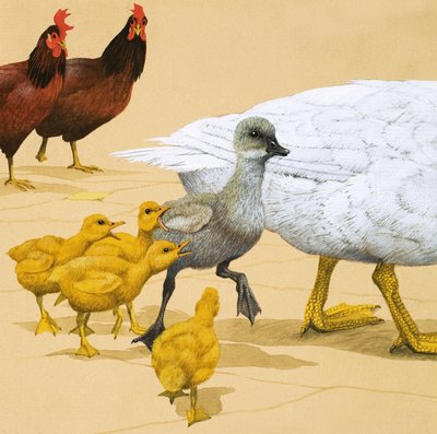 Le vilain petit canard - English School