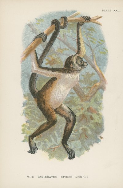 Le Singe-araignée varié - English School