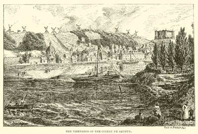 Les vignobles du Coteau de Saumur - English School
