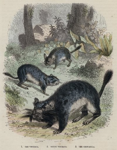 Le Vischaca, Jeune Vischaca, Le Chinchilla - English School