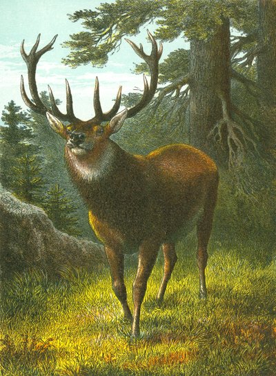 Le wapiti - English School