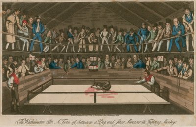 Le Westminster Pit : Une confrontation entre un chien et Jacco Macacco, le singe combattant - English School