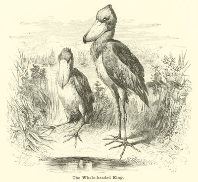 Le roi à tête de baleine - English School