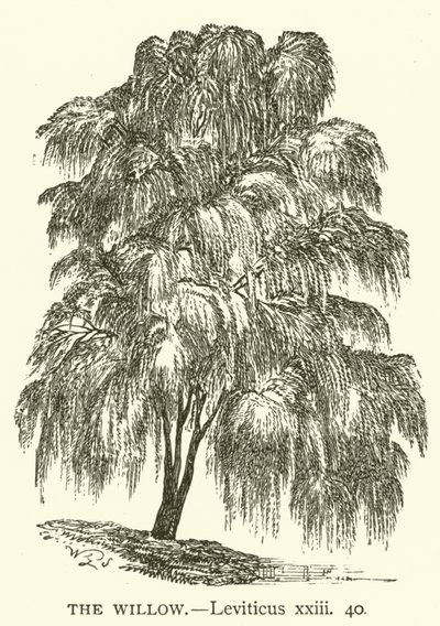 Le Saule, Lévitique, xxiii, 40 - English School